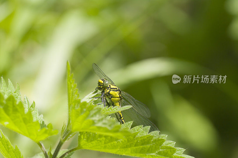 常见的梅花尾(Gomphus vulgatissimus)在叶子后面